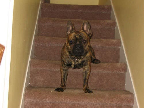 Balloon Liftoff: the pet photo