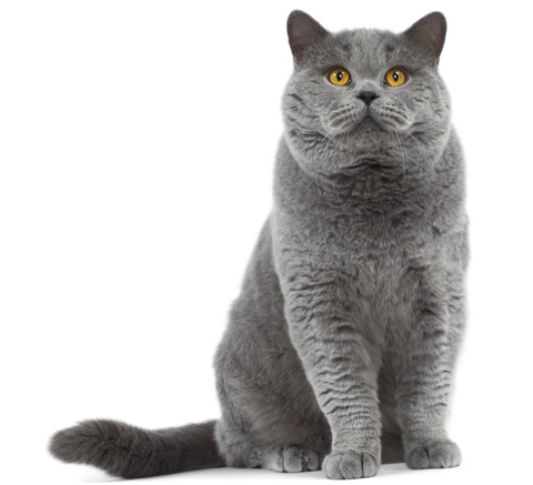 Pet photo