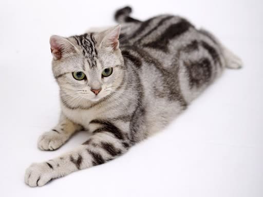 Snow Globe: the pet photo